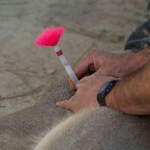 Herbe Monroy Jacobo D.V.M, Removing Dan-Inject Dart From Whitetailed Deer
