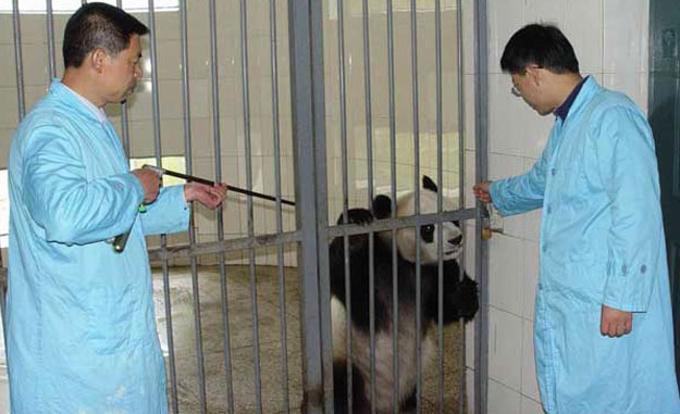 The Panda Project Uses Dan-Inject Dart Guns